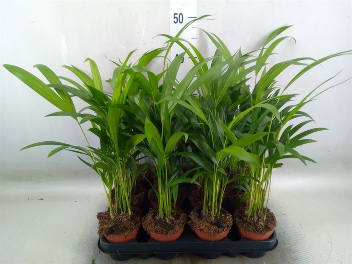 <h4>Dypsis lutescens   ...Chrysalidoca</h4>