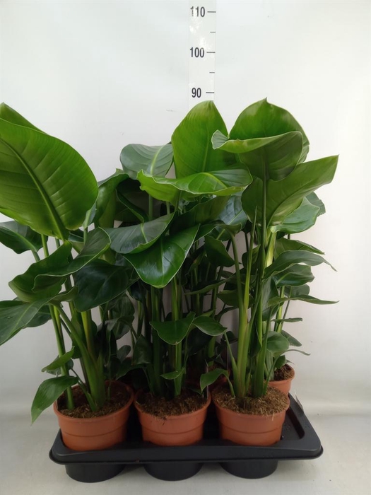<h4>Strelitzia nicolai</h4>