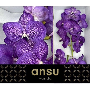 VANDA S VIOLET BLUE