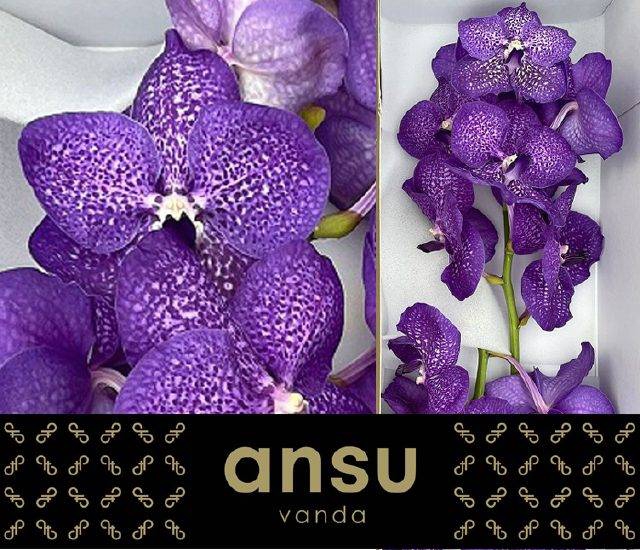 <h4>VANDA S VIOLET BLUE</h4>