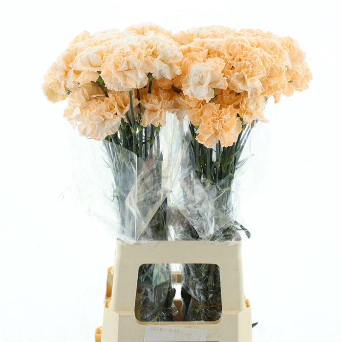 <h4>Di St Col Klb H% Cct 140</h4>