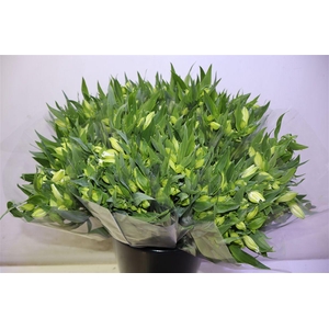 Alstr Mistral X10