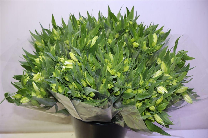 <h4>Alstr Mistral X10</h4>