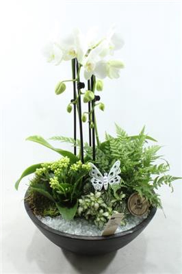 <h4>4920 Ebbi Witte Cascade</h4>