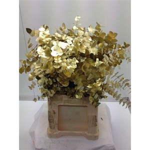 EUCALYPTUS CINEREA DYED GOLD