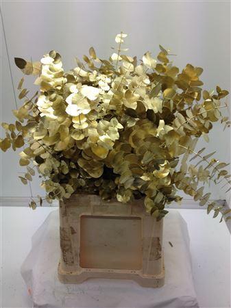 <h4>EUCALYPTUS CINEREA DYED GOLD</h4>