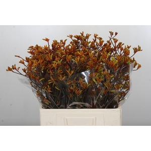 Anigozanthos Bush Sunset