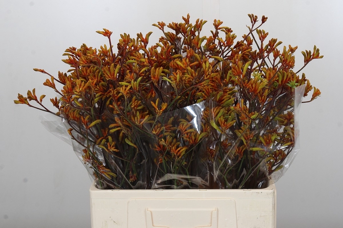 <h4>Anigozanthos Bush Sunset</h4>