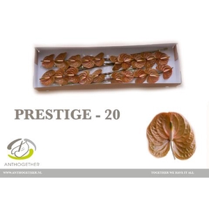 Anth A Prestige 9 cm X20 Spek Flowers