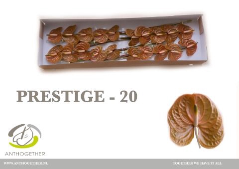 <h4>Anth A Prestige 9 cm X20 Spek Flowers</h4>