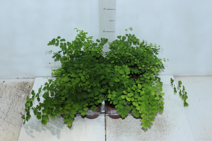 <h4>AVENCA VARIADA P09</h4>