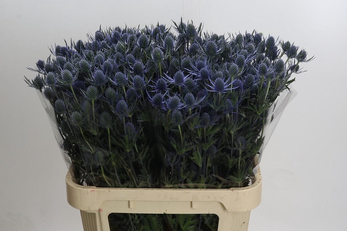 <h4>Eryngium Blue Dynamite</h4>