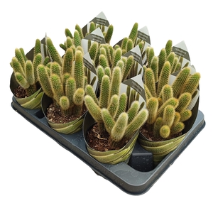 HILDEWINTERA AUREISPINA - POT Ø 10,5 WITH POTCOVER (CACTUS)