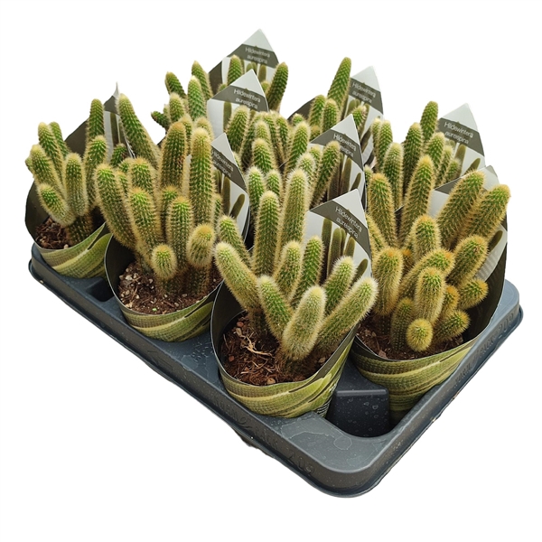 <h4>HILDEWINTERA AUREISPINA - POT Ø 10,5 WITH POTCOVER (CACTUS)</h4>