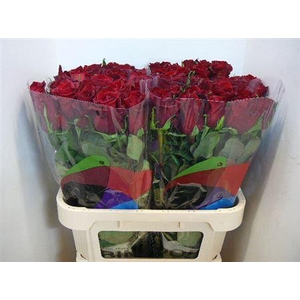 R Gr Ever Red (supreme)