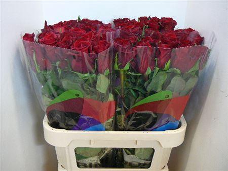 <h4>R Gr Ever Red (supreme)</h4>