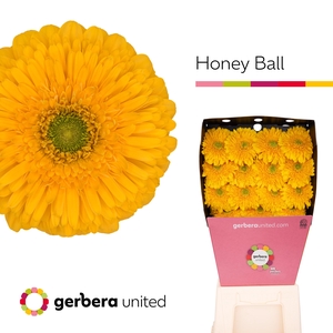 Gerbera Pomponi Honey Ball Diamond per kaart