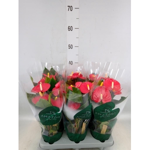 Anthurium andr. 'Aroha'