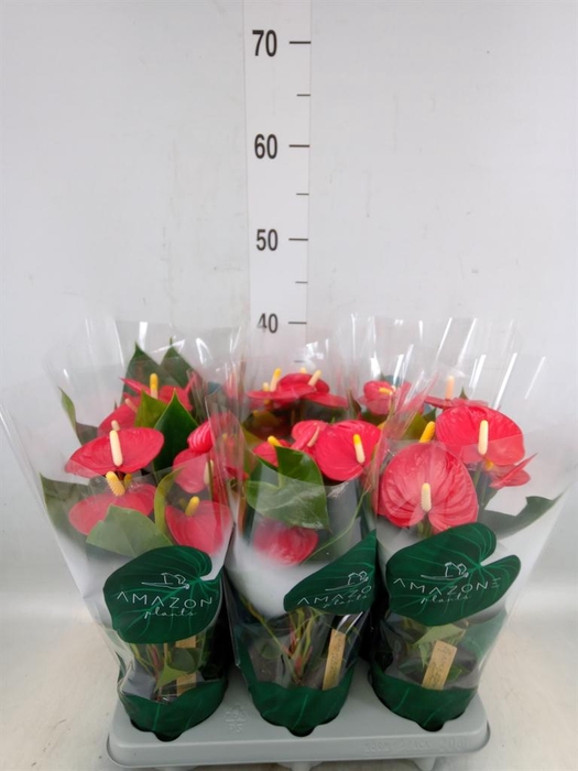 <h4>Anthurium andr. 'Aroha'</h4>