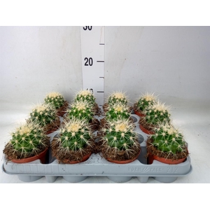 Echinocactus grusonii