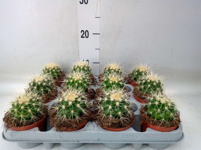 <h4>Echinocactus grusonii</h4>