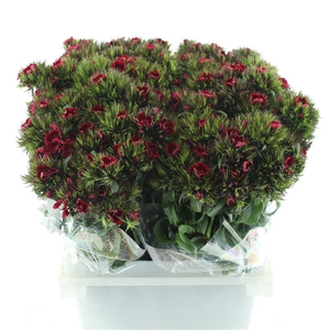 Di Barb Kiwi Dark Red