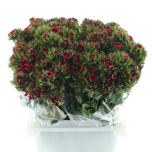 Di Barb Kiwi Dark Red