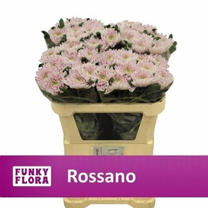 Chr G Rossano