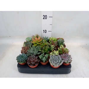 Succulents   ...