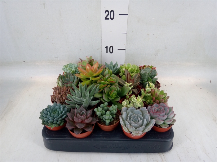 <h4>Succulents   ...</h4>