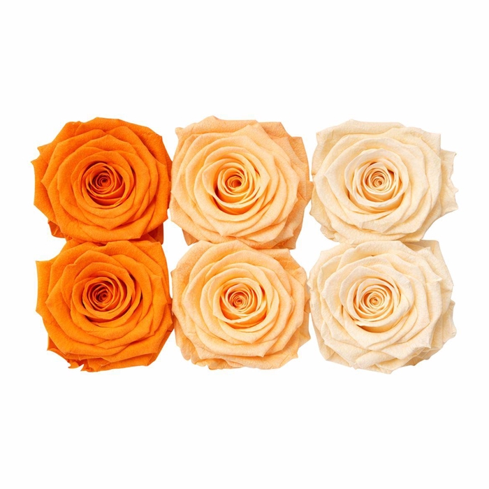 <h4>Ro Pres Classic Mix Orange</h4>