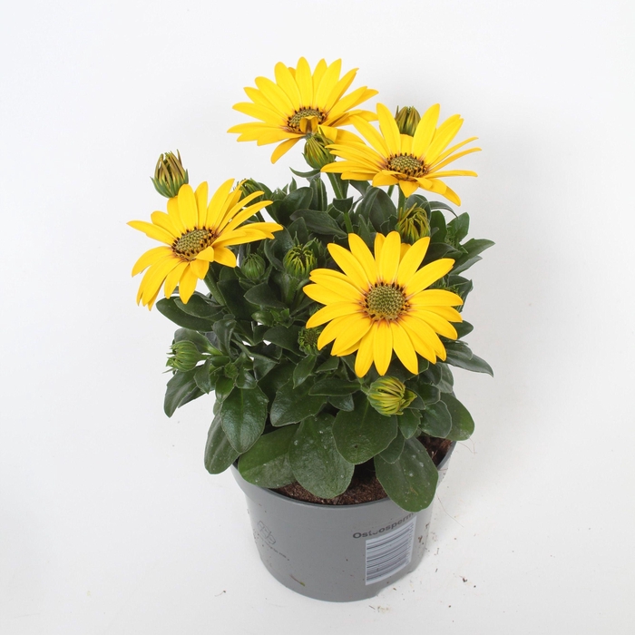 <h4>Osteospermum Solana p10,5</h4>