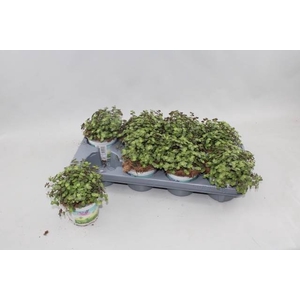 CALLISIA REPENS