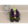 Viola wittrockiana sixpack F1 Neon Violet