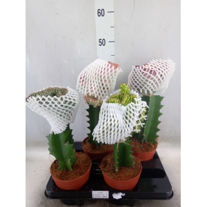 Euphorbia lactea