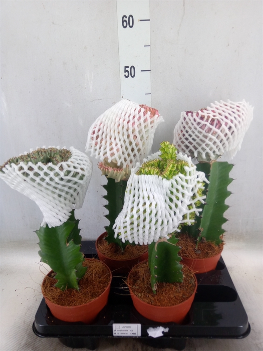 <h4>Euphorbia lactea</h4>