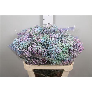 Gypsophila   ...colored  H%