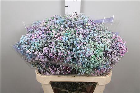 <h4>Gypsophila   ...colored  H%</h4>
