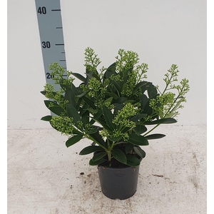 Finchy 13cm 15+ bloem