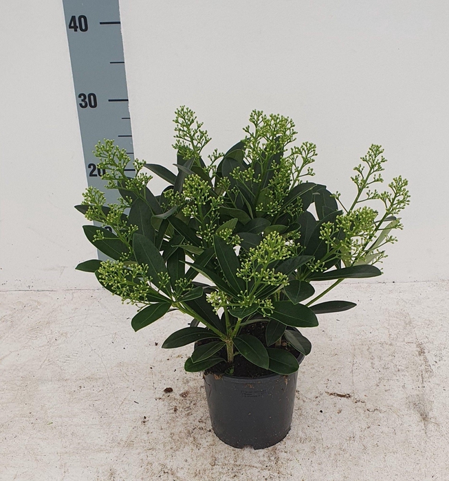 <h4>Finchy 13cm 15+ bloem</h4>