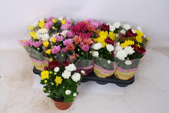 <h4>CHRYS GEM IN POT</h4>