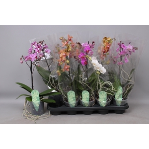 PHAL MF GEM 4 KL