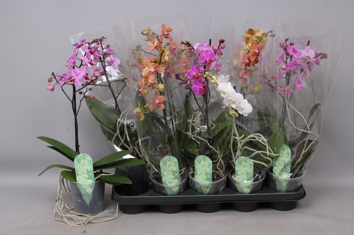 <h4>PHAL MF GEM 4 KL</h4>