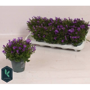CAMPANULA PORT BLUE