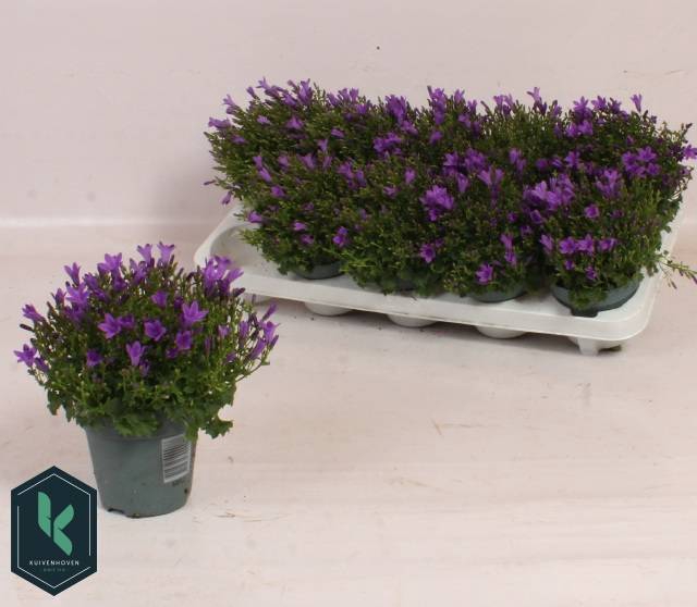 <h4>CAMPANULA PORT BLUE</h4>