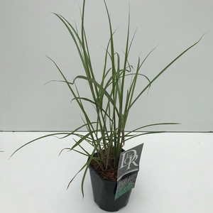 Graminées Miscanthus 'Ferner Osten'