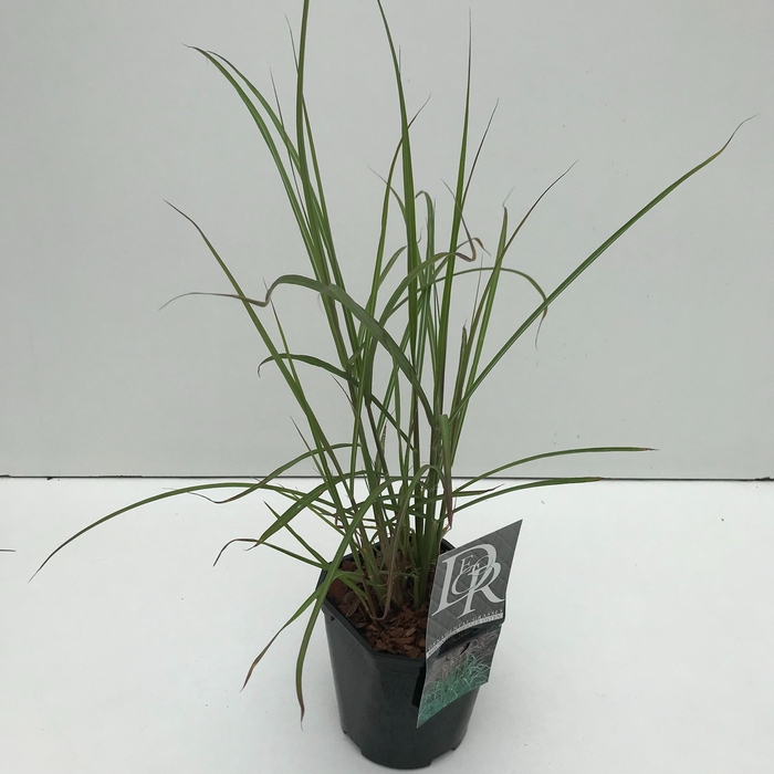 <h4>Graminées Miscanthus 'Ferner Osten'</h4>