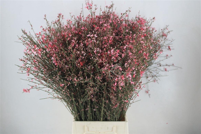 <h4>Ginster 300gr Rood Pbs</h4>