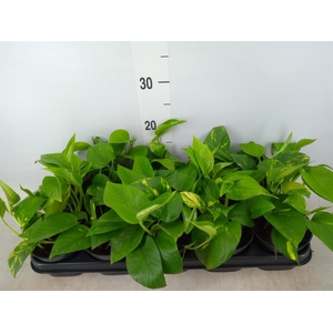 Epipremnum pinn. 'Aureum'