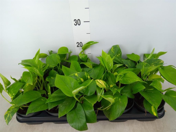 <h4>Epipremnum pinn. 'Aureum'</h4>